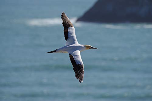 Variant image 6 of Pentax K-1