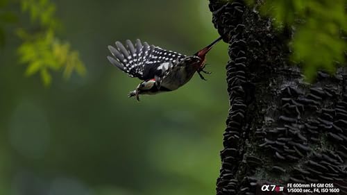 Variant image 0 of Sony a7R IV