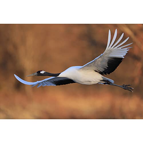 Variant image 7 of Canon RF 600mm F4L IS USM