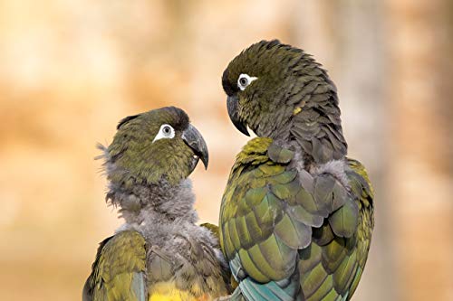 Variant image 6 of Fujifilm XF 100-400mm F4.5-5.6 R LM OIS WR