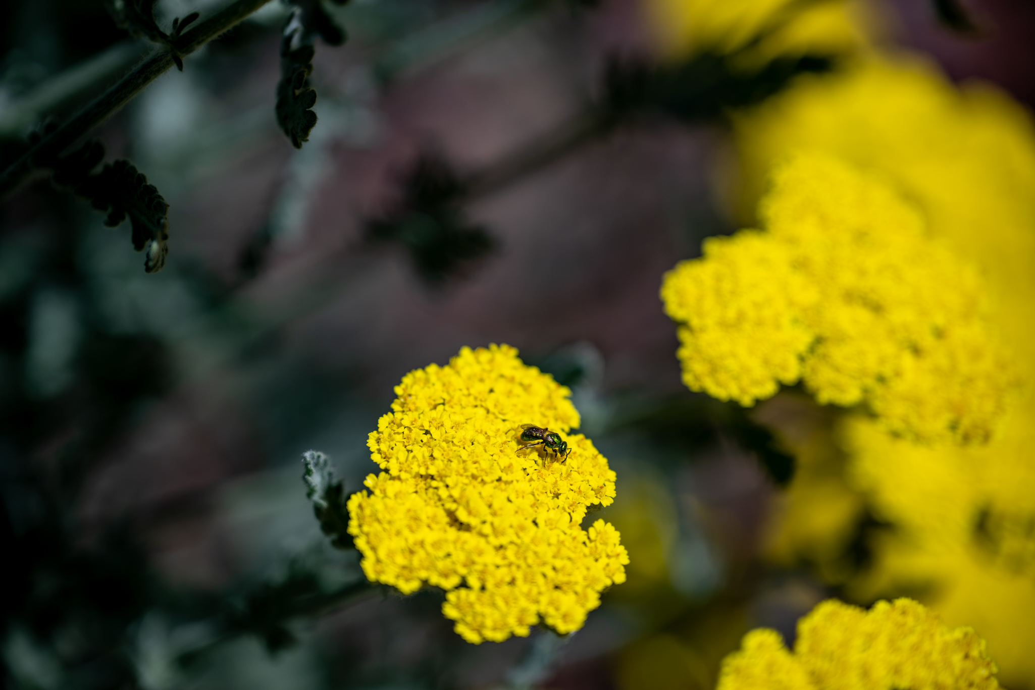 Macro photography with the Nikon Z 24-120mm f/4 S