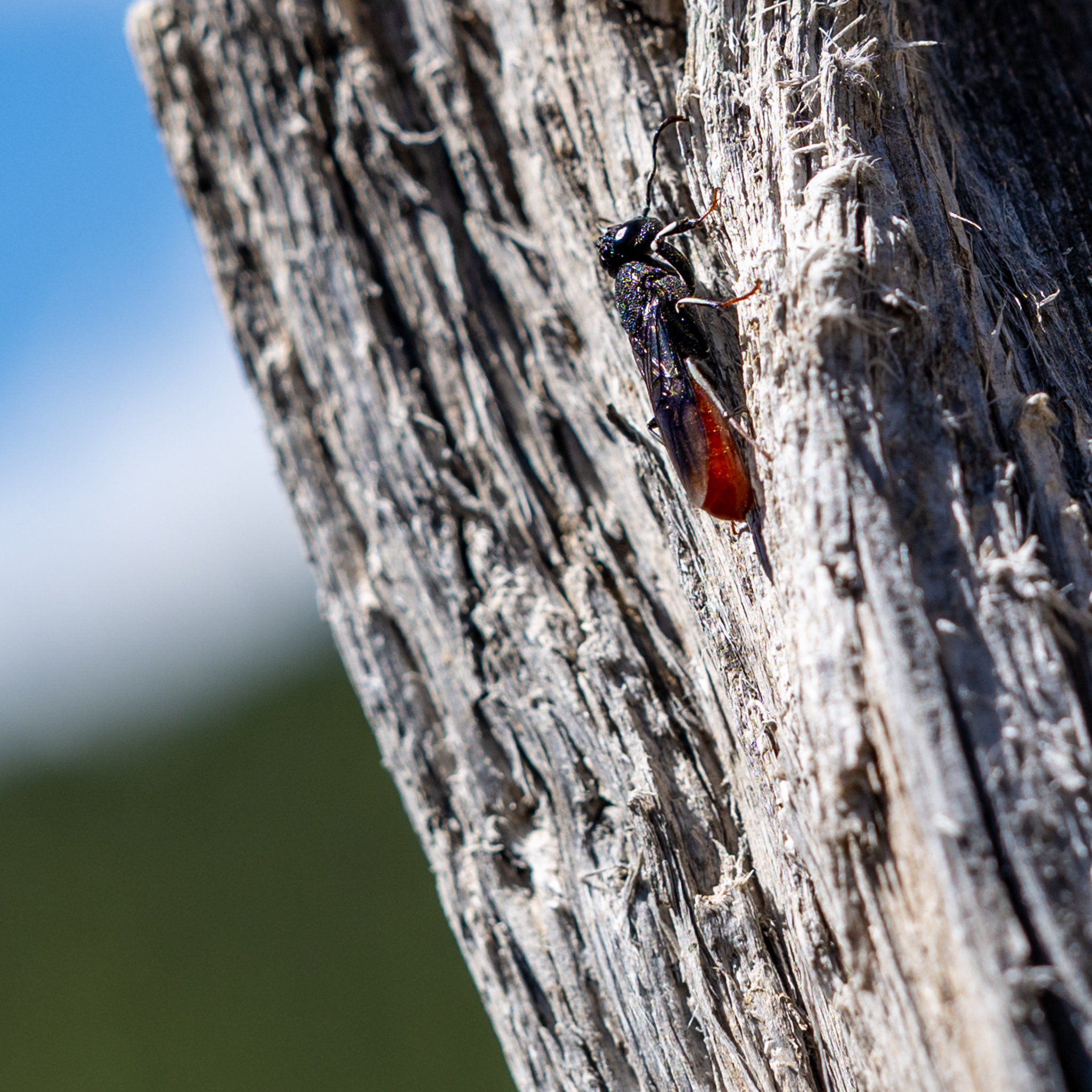Macro photography with Nikon Z 50mm f/1.2 S