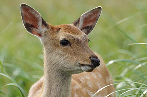 Variant image 7 of Pentax HD-D FA 150-450mm F4.5-5.6 DC AW