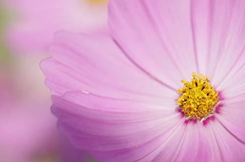 Variant image 5 of Pentax HD Pentax-D FA Macro 100mm F2.8 ED AW