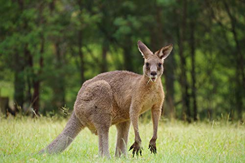 Variant image 0 of Pentax HD Pentax-DA 55-300mm F4.5-6.3 ED PLM WR RE