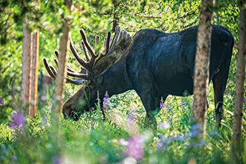 Variant image 9 of Sigma 150-600mm F5-6.3 DG DN OS