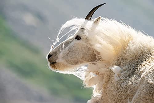 Variant image 5 of Sigma 150-600mm F5-6.3 DG DN OS