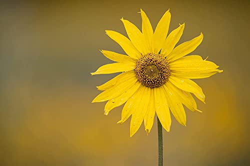 Variant image 8 of Sigma 150-600mm F5-6.3 DG DN OS