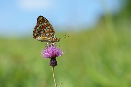 Variant image 8 of Sony FE 100mm F2.8 STF GM OSS